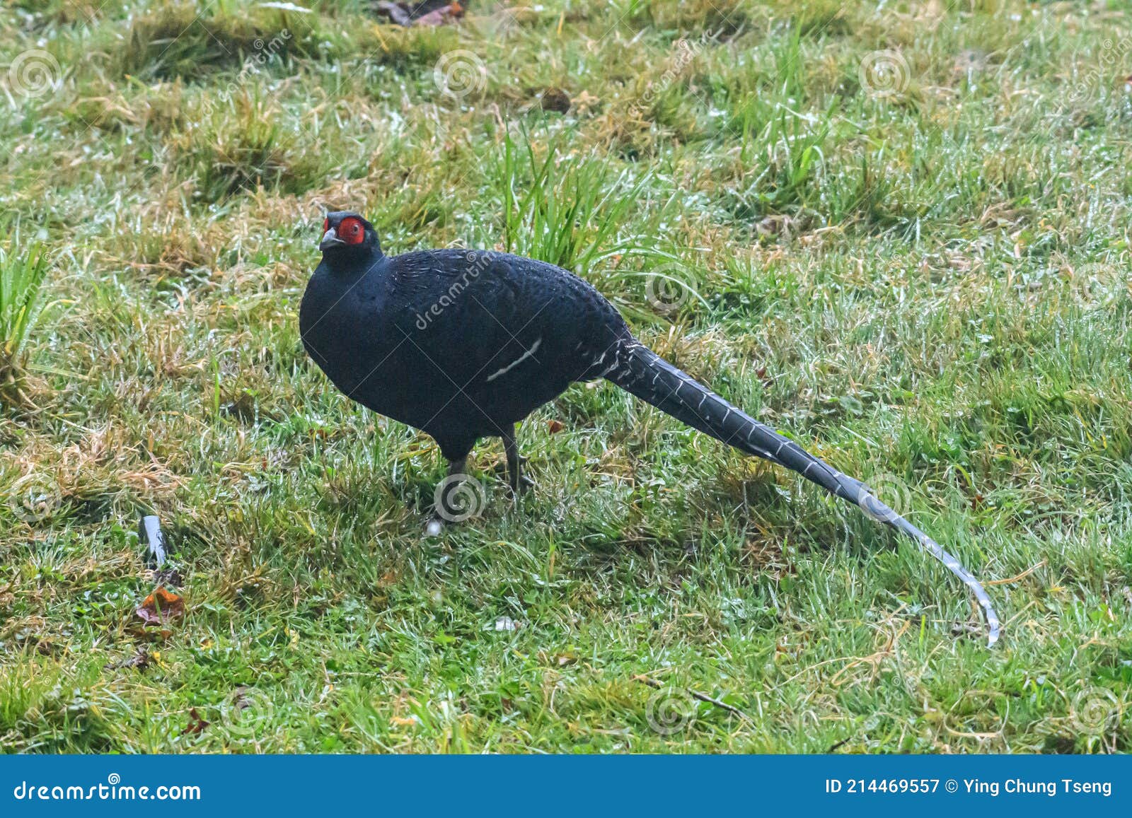 Taiwan`s National Treasure Bird is Looking for Food in the Fog! Stock Image  - Image of protected, easily: 214469557