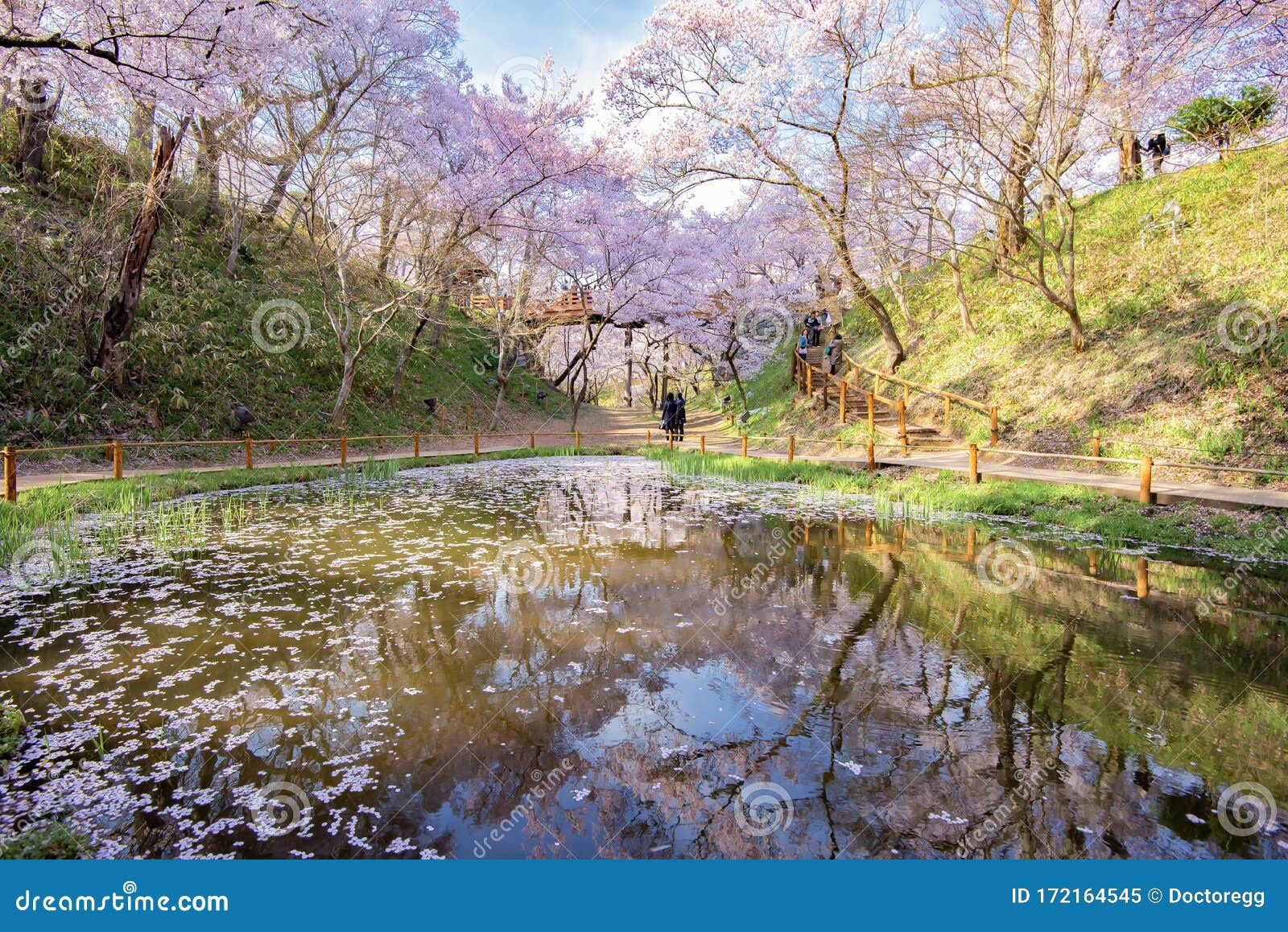 Thousands of Pink Sakura Trees Reflection in Small Ponds at Takato ...
