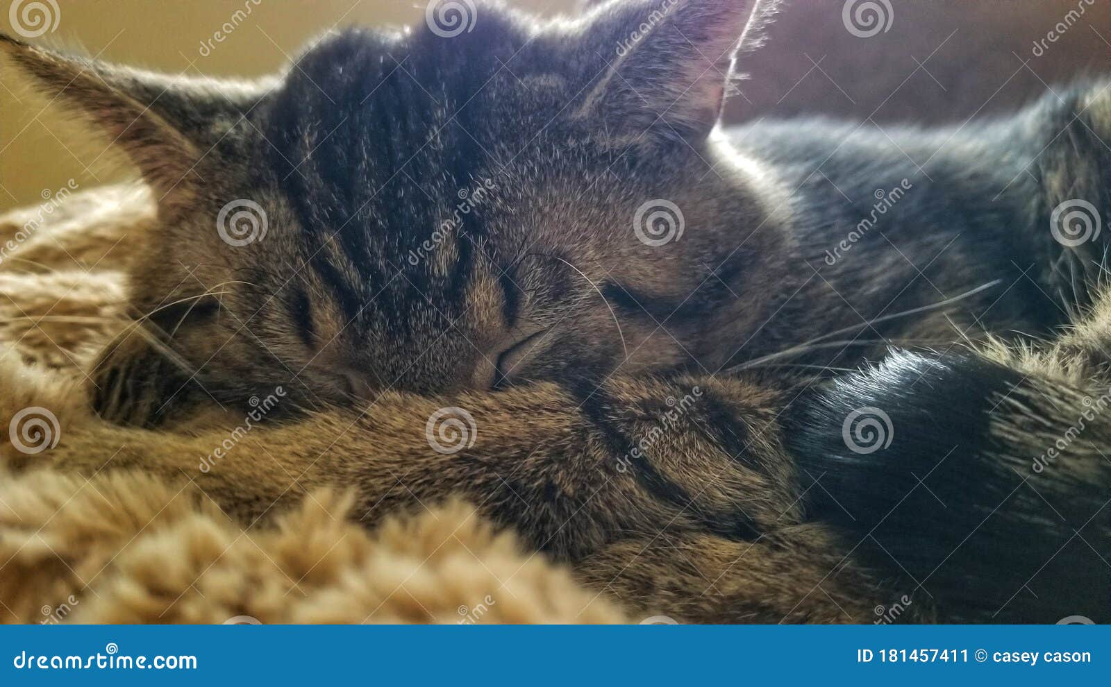 Take cat naps not catnip stock image. Image of sleeping 181457411