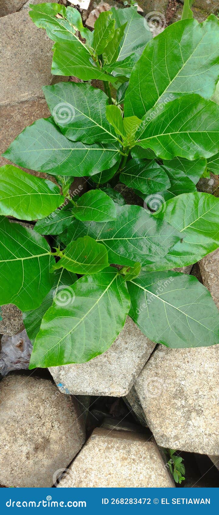 take a closer look. a tree called awar-awar or ficus septica with broad leaves grows in the garden