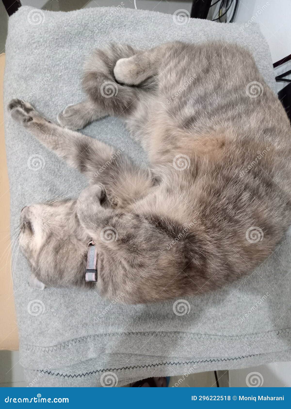 Take A Nap Stock Photo. Image Of Sleeping, Dont, Disturb - 296222518
