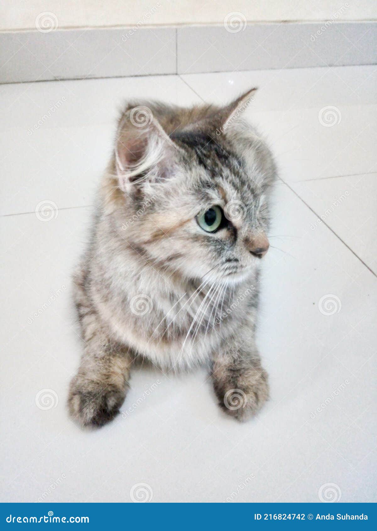 Take a Photo of a Cat with Round Eyes and Beautiful Fur Patterns Stock
