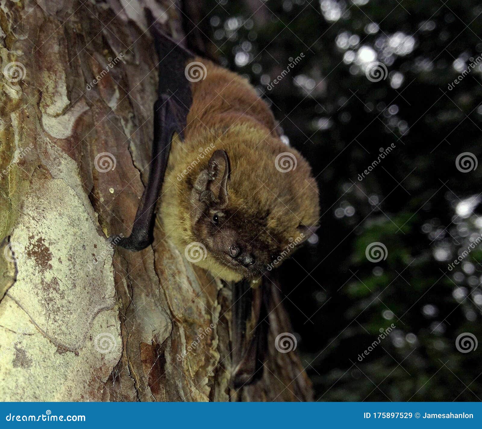 leisler`s bat  nyctalus leisleri