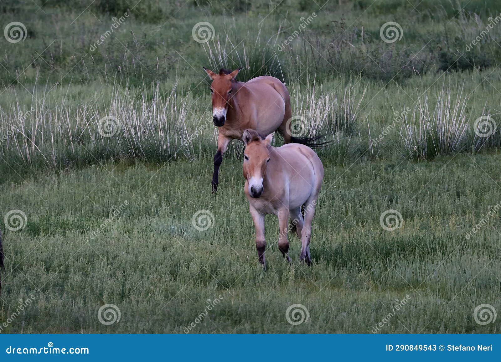 takhi wild horses in hustai n.p., mongolia