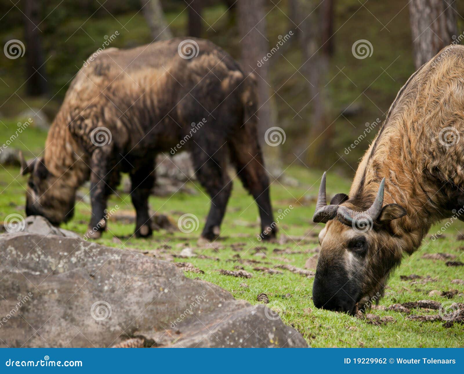 The Takin is the National Animal of Bhutan Stock Photo - Image of  sichuantakin, goat: 19229962