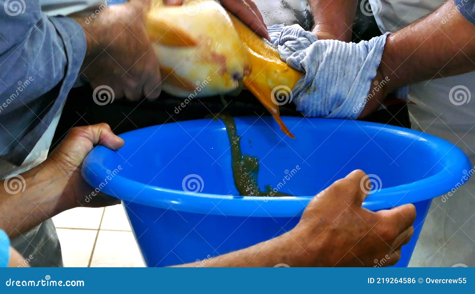 Taking Fish Eggs from a Female Carp Stock Footage Video of