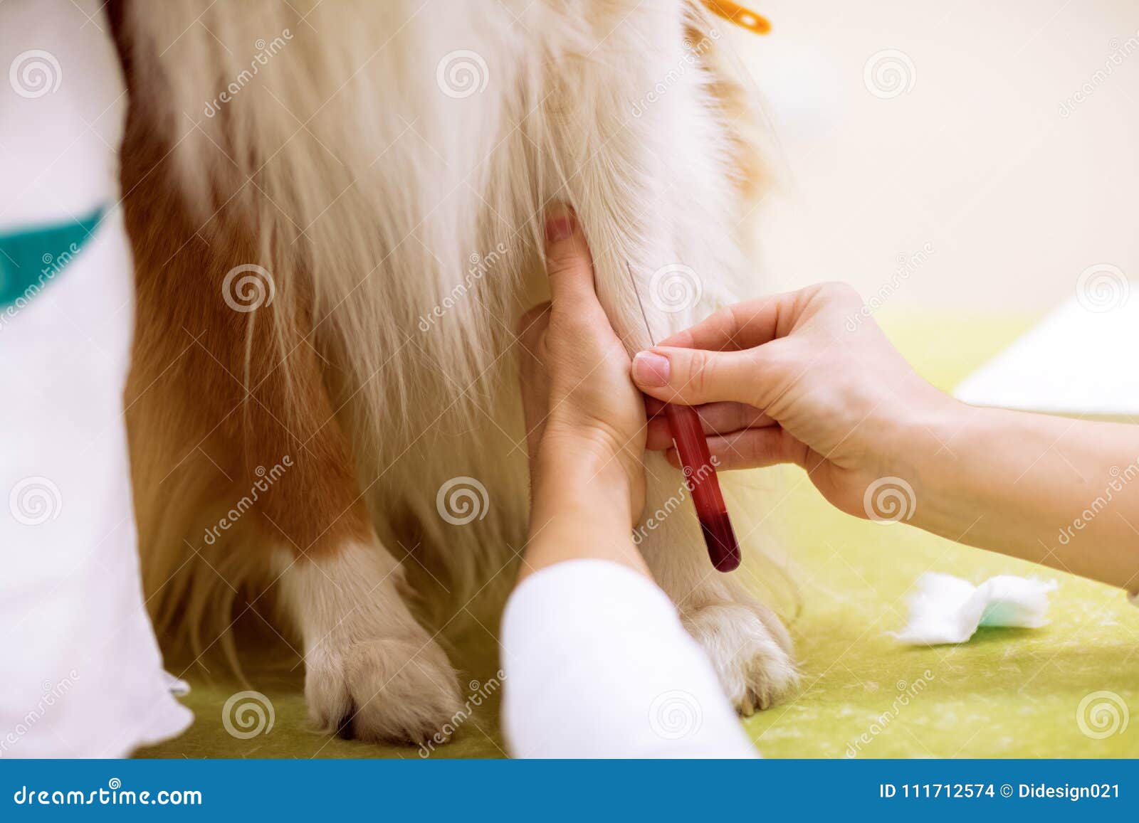 Taking a Sample of Blood from Dog for Analysis Stock Photo Image of