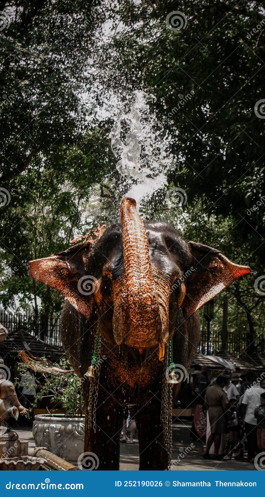 elephant playing with water