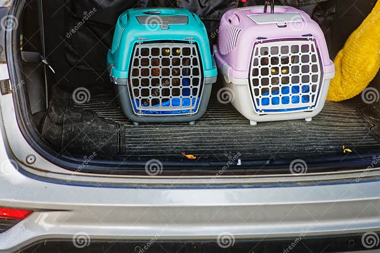 Taking Two Cats in Cat Transport Cage with Grid Put in a Car Trunk of