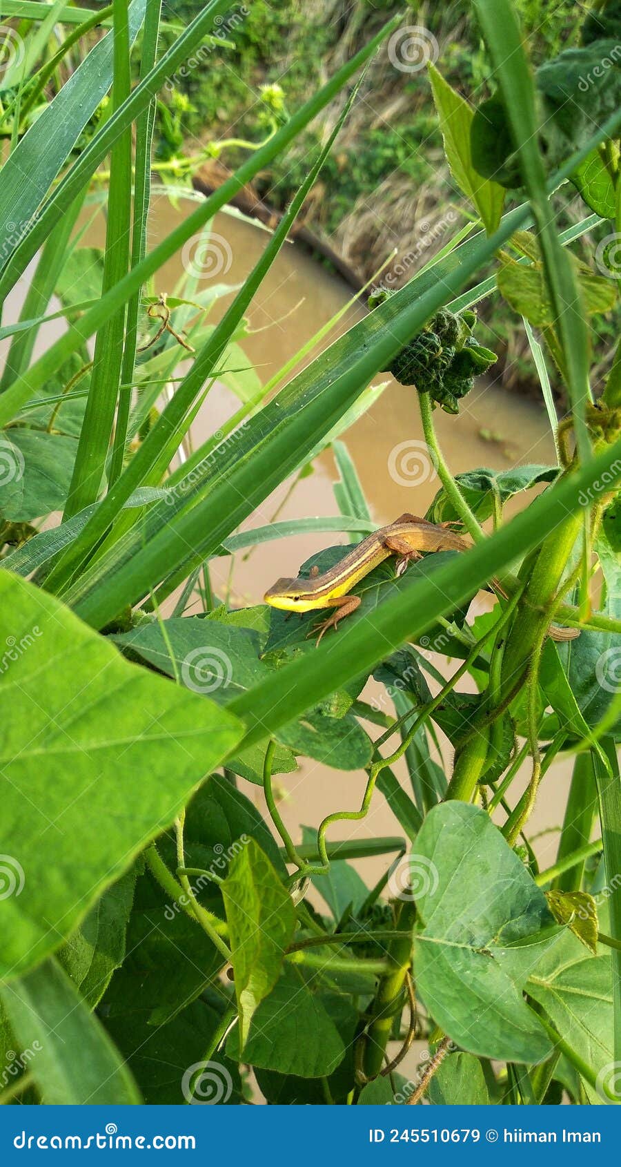 takydromus formosanus is also known as the formosan grass lizard