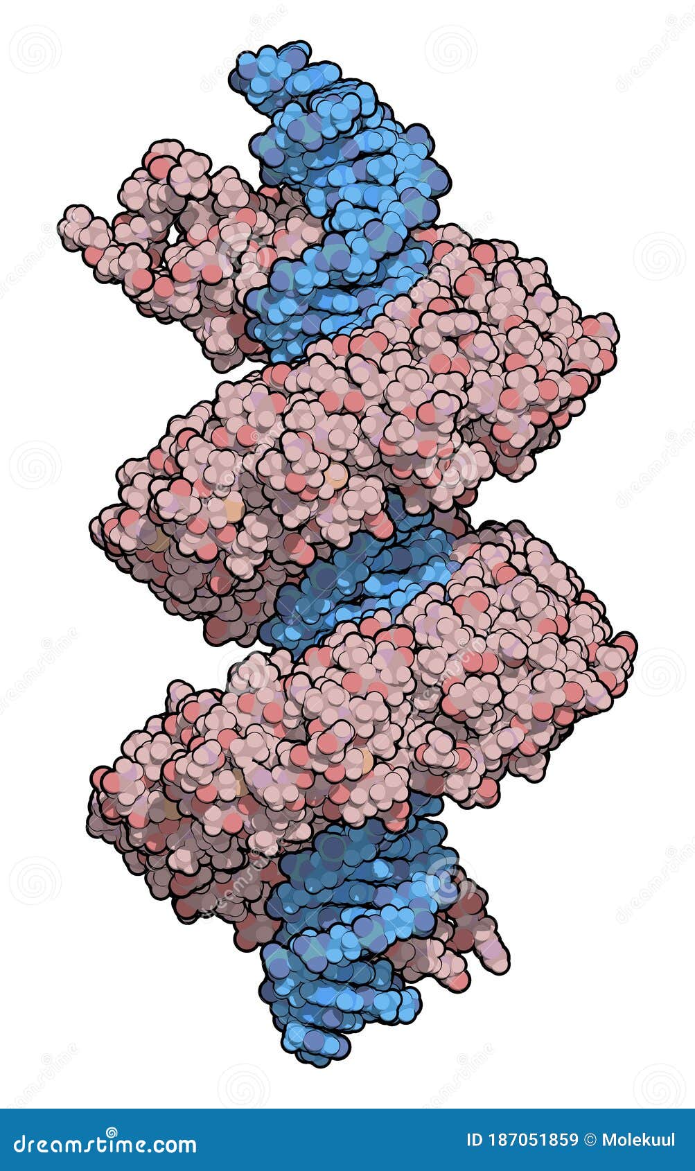 tal transcription activator like effector protein or tale. dna binding protein. in talen technology, these are combined with.