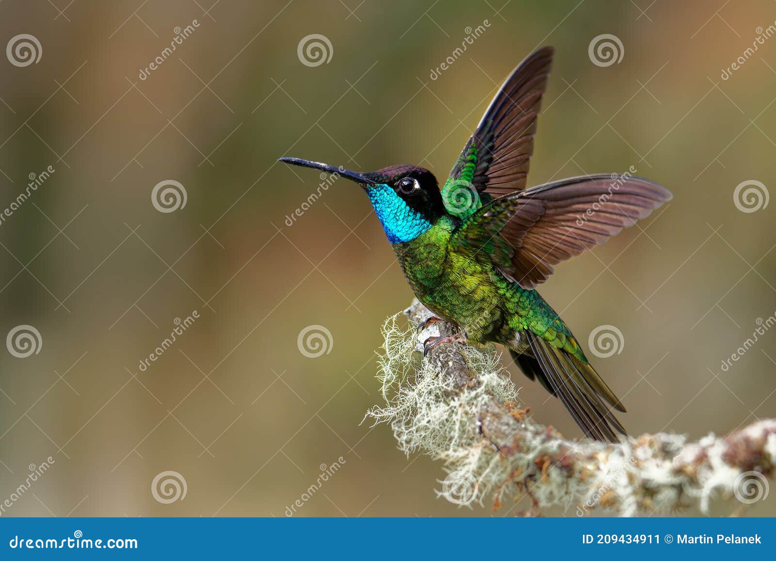 talamanca admirable hummingbird - eugenes spectabilis is large hummingbird living in costa rica and panama.  beautiful green and