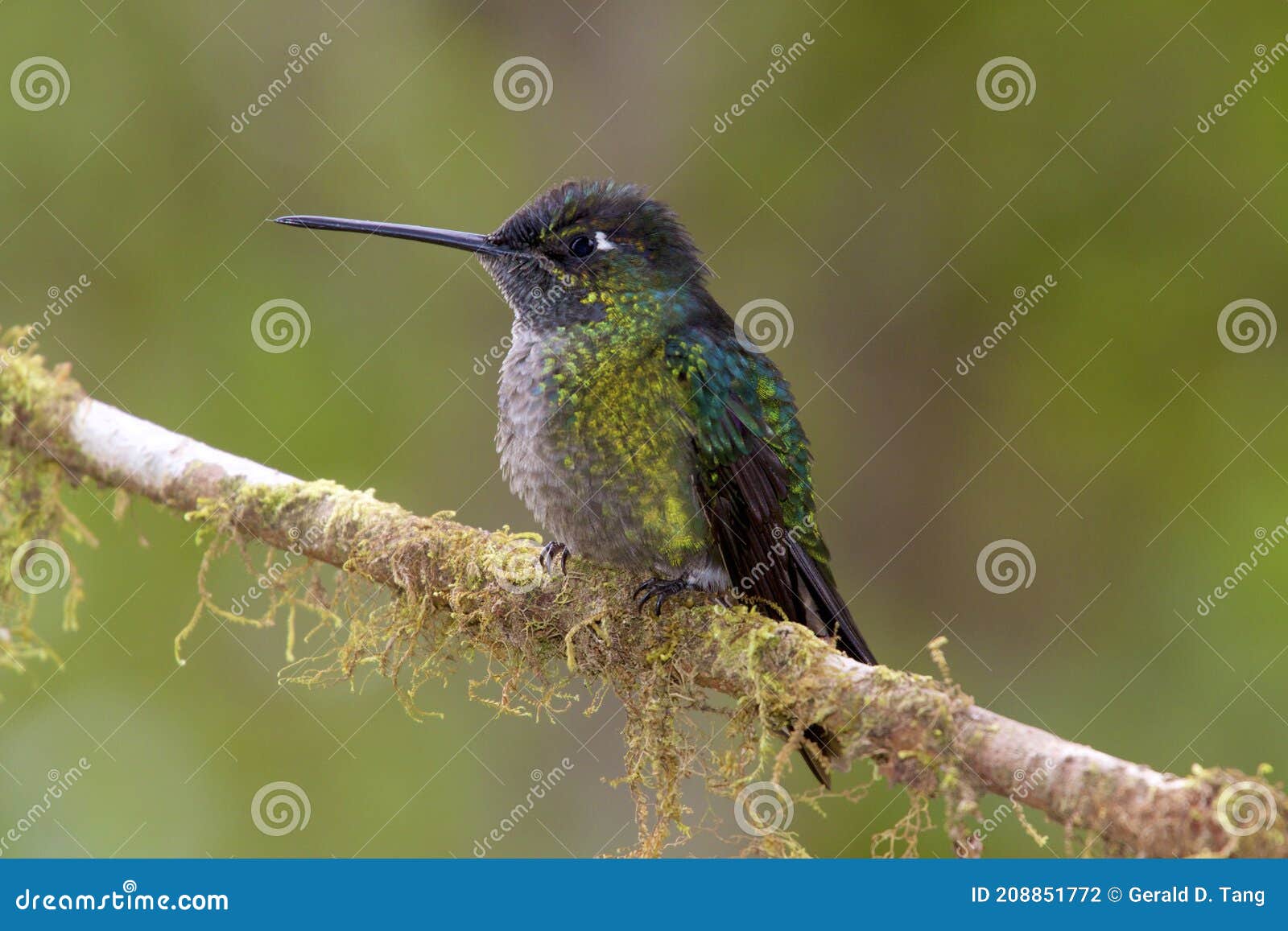 talamanca hummingbird 844101