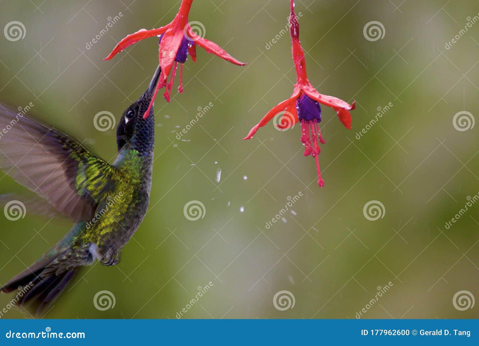 talamanca hummingbird  841050