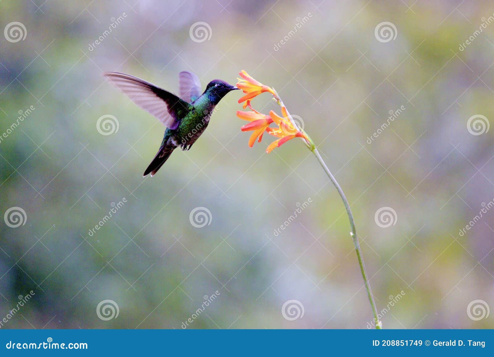 talamanca hummingbird 837229