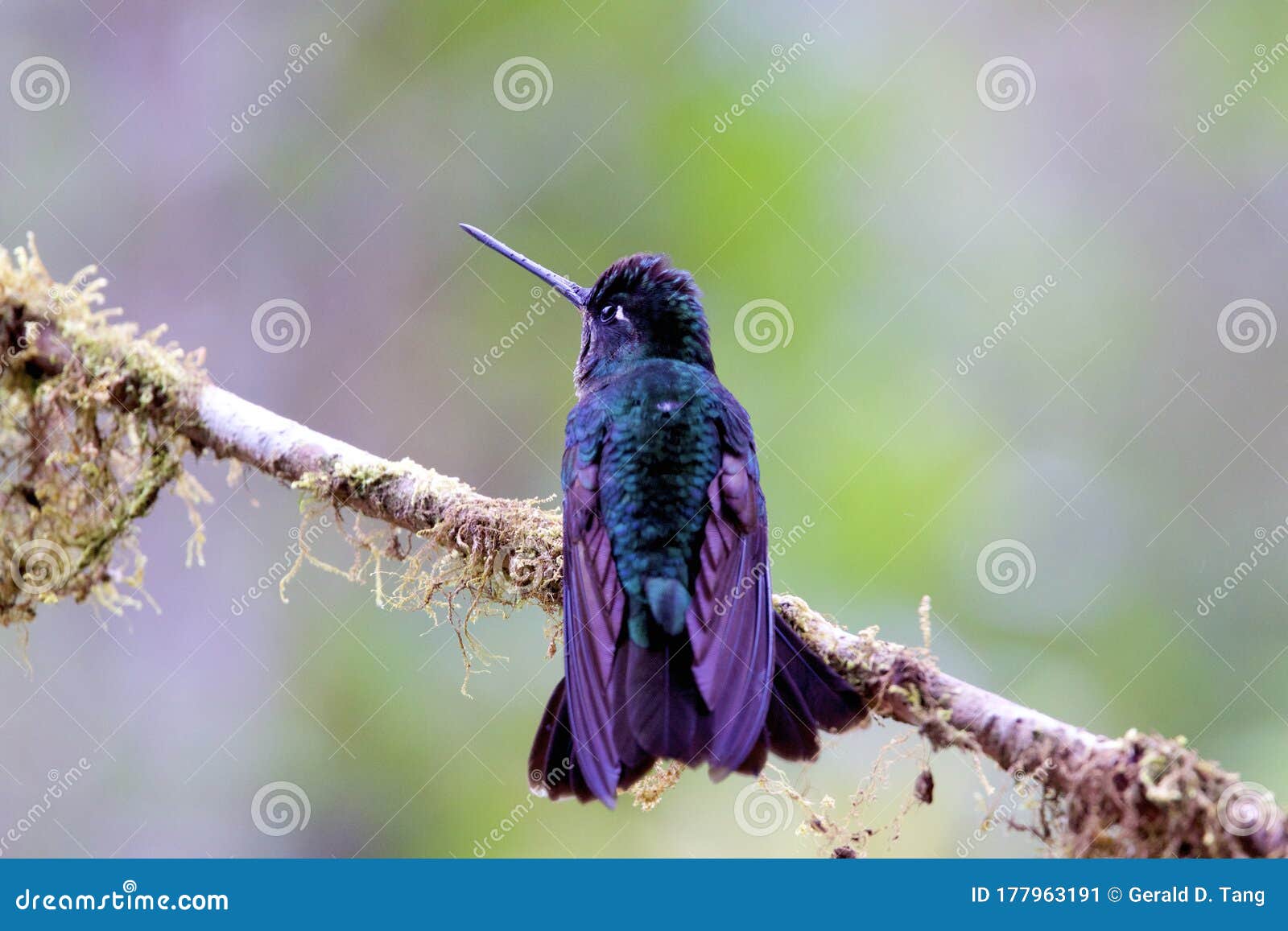talamanca hummingbird  837196