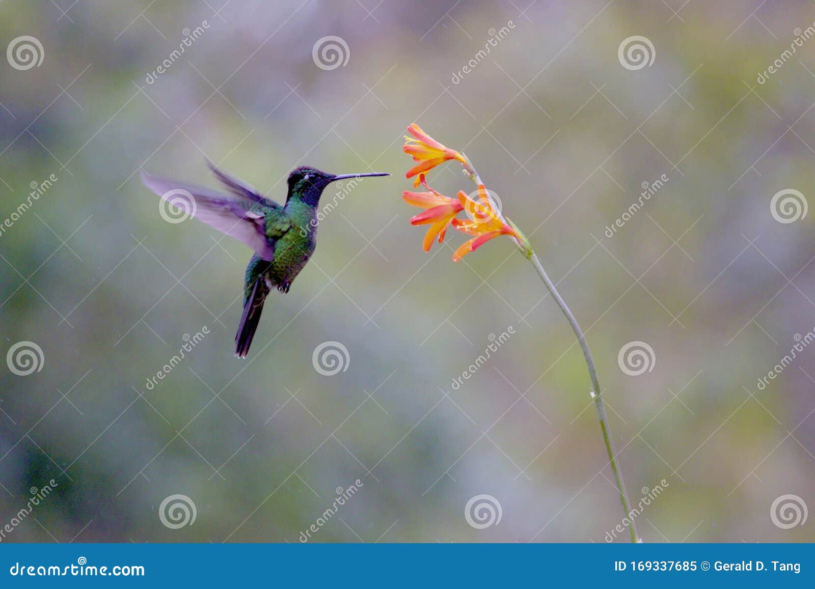 talamanca hummingbird  837233