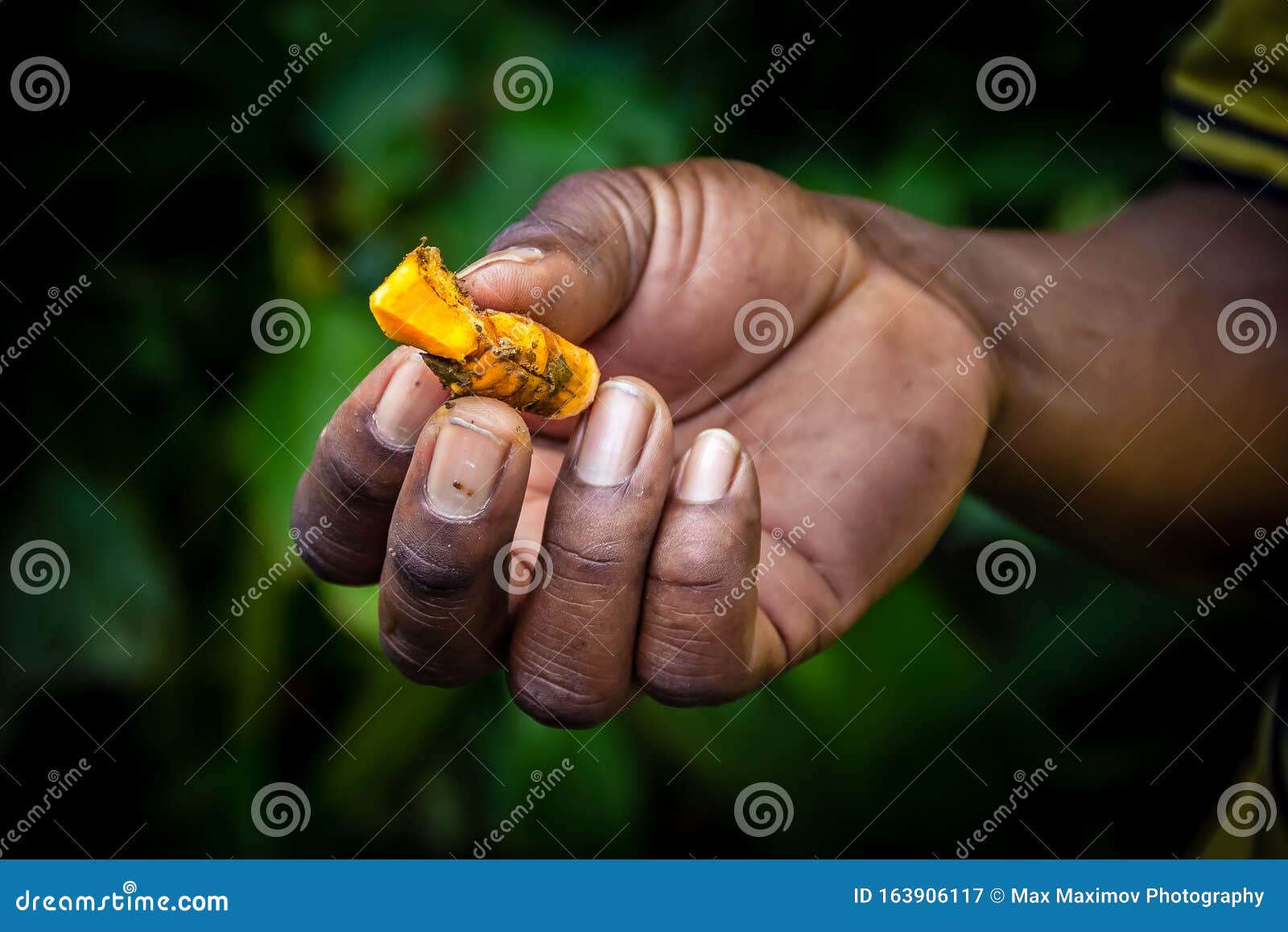 talamanca jungle, costa rica - fresh turmeric growing outside the tsiru ue cocoa house talamanca jungle costa rica