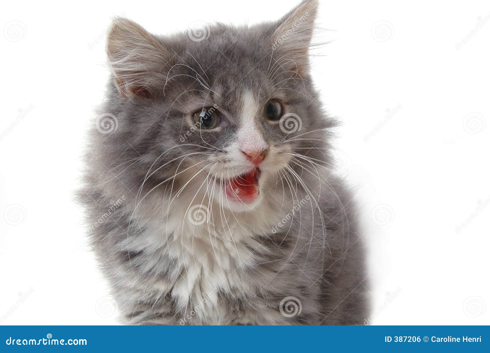 No Talk Me I'm Angry ,cute cat , angry cat , kitty' Panoramic Mug