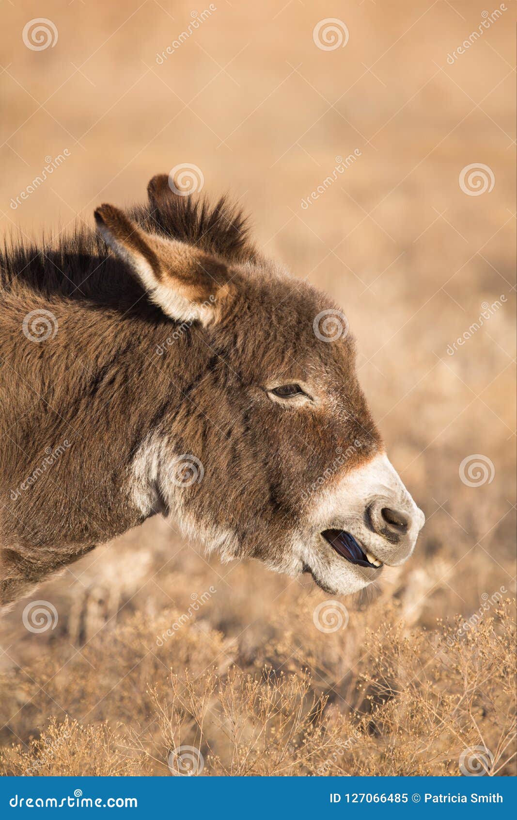 Talking donkey profile stock image. Image of farm, talkative 127066485