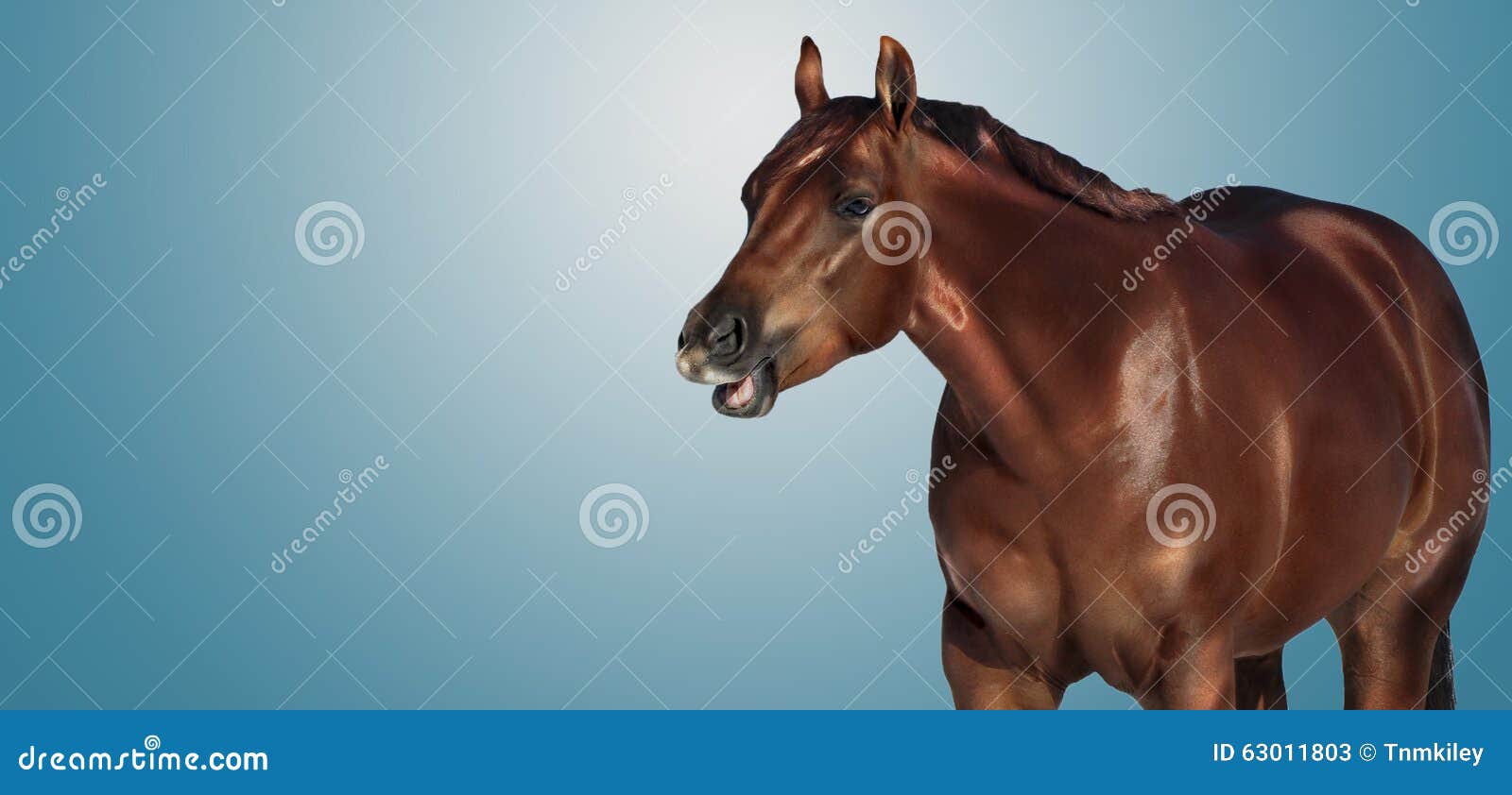 Talking horse bannner stock image. Image of animal, farm 63011803