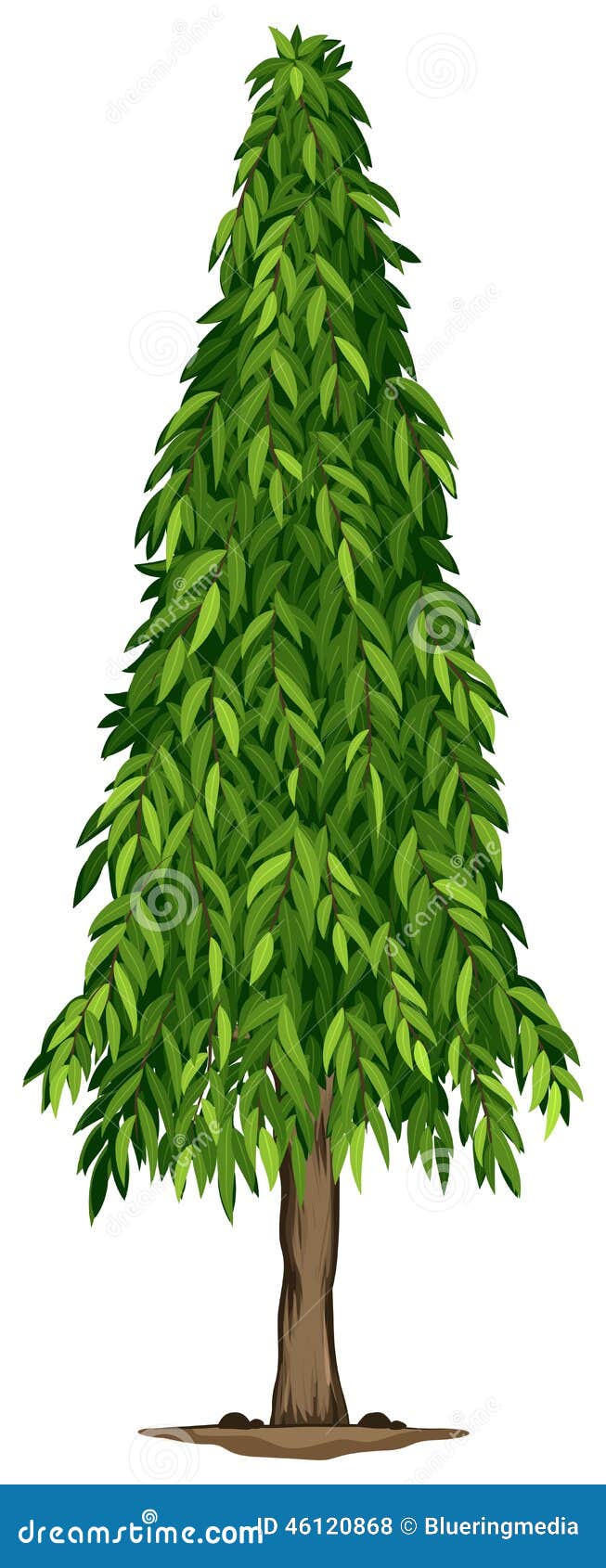 A tall ashoka tree stock vector. Illustration of tree - 46120868