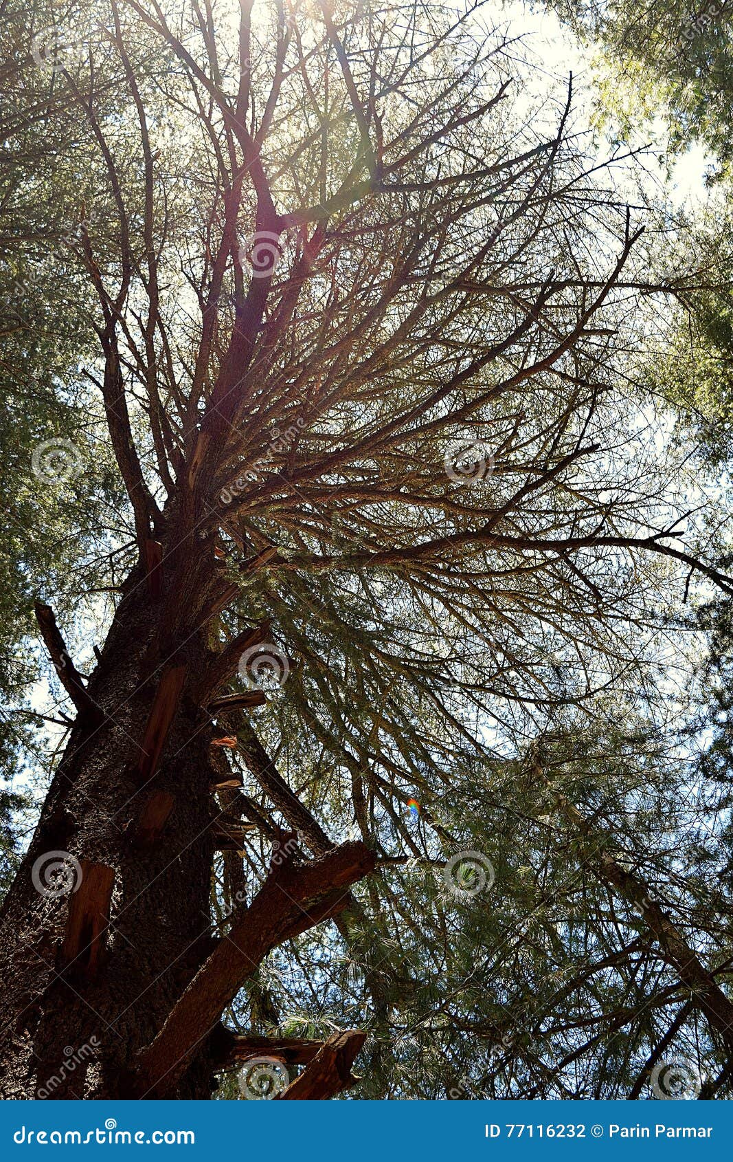 A Tall Attractive Leafless Deodar Tree, Uttarakhand, India Stock Photo