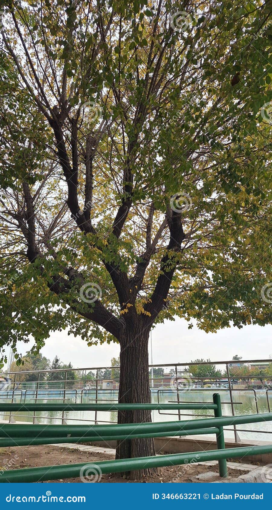 tall autumn tree in front of an artificial lake in the park