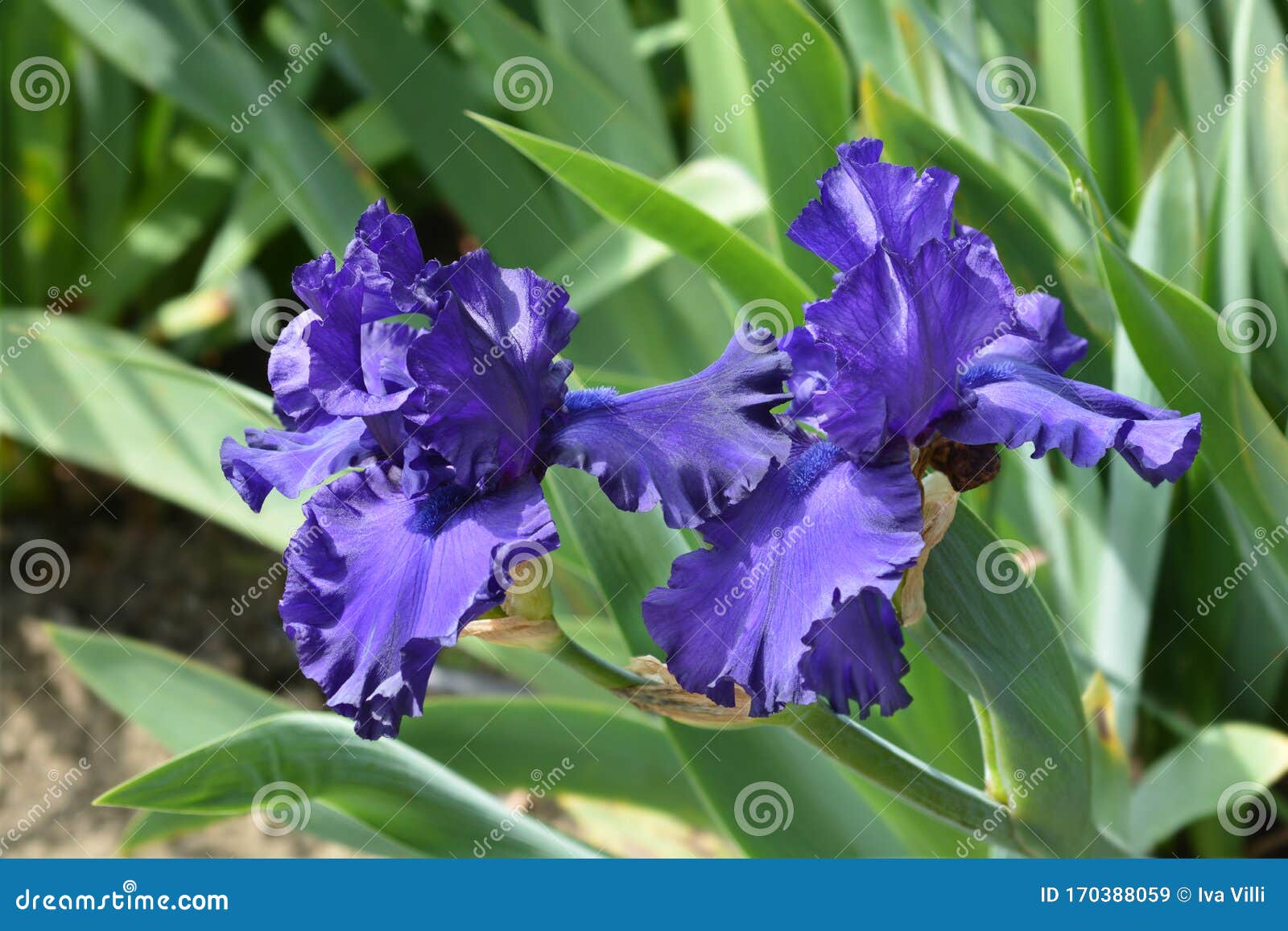 tall bearded iris dusky challenger