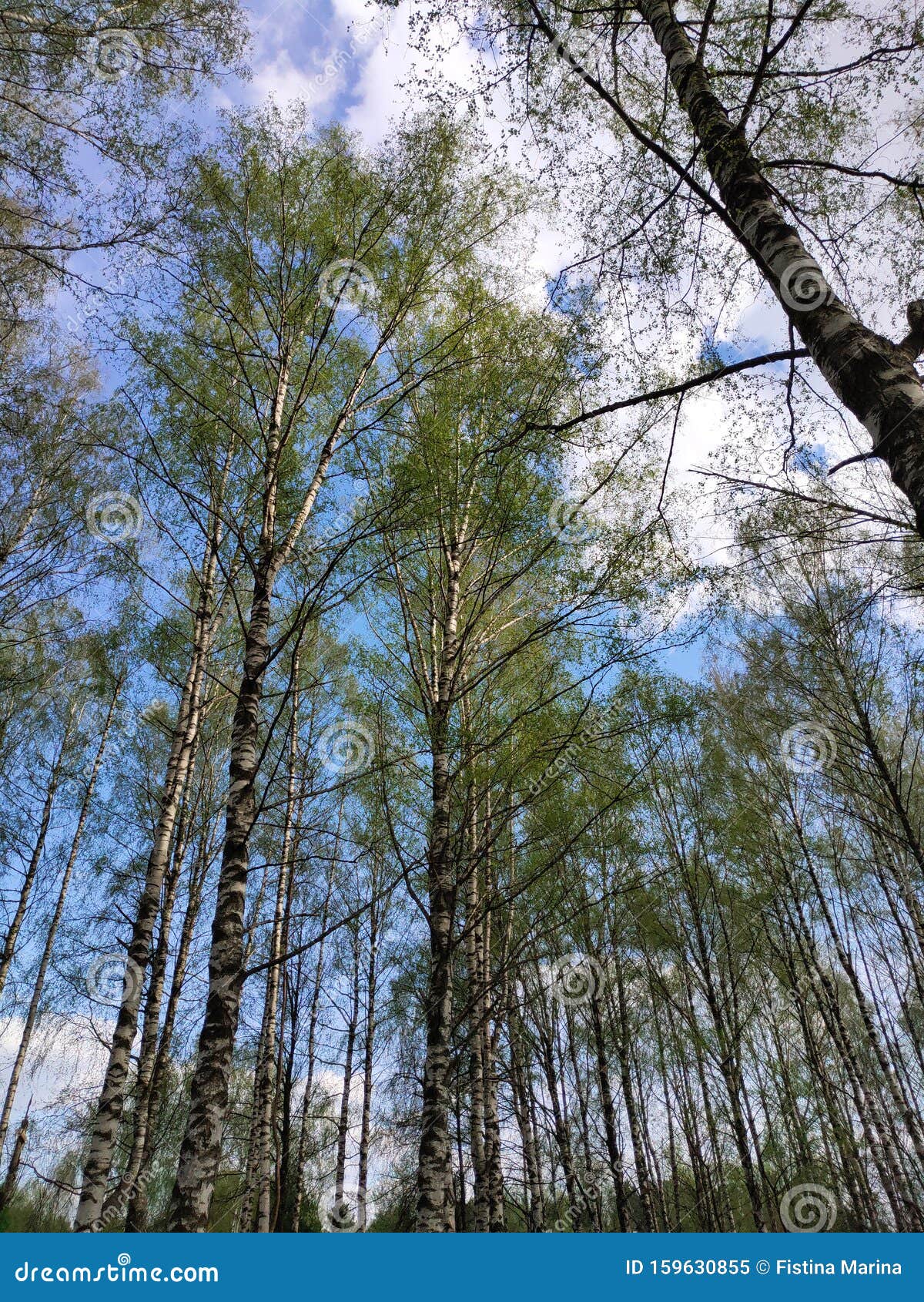 Tall birch trees stock image. Image of trees, green 159630855