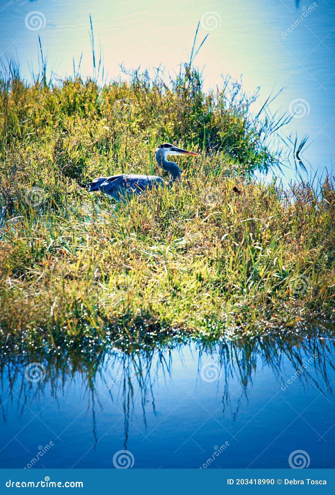 tall blue heron bird bolsa chica ecological reserve
