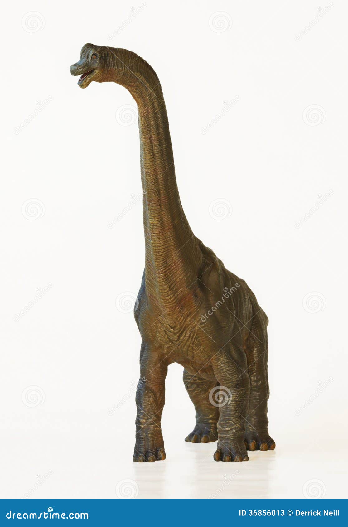 A Tall Brachiosaurus Dinosaur Or Arm Lizard Royalty Free Stock a-tall-brachiosaurus-dinosaur-or-arm-lizard-royalty-free-stock
