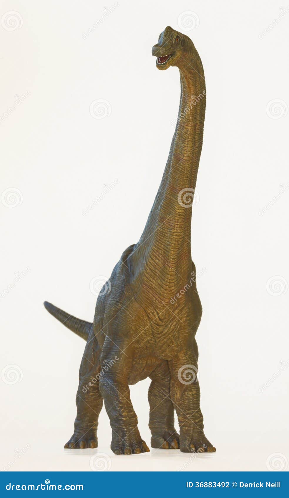 A Tall Brachiosaurus Dinosaur, Or Arm Lizard Stock Photography - Image: 36883492