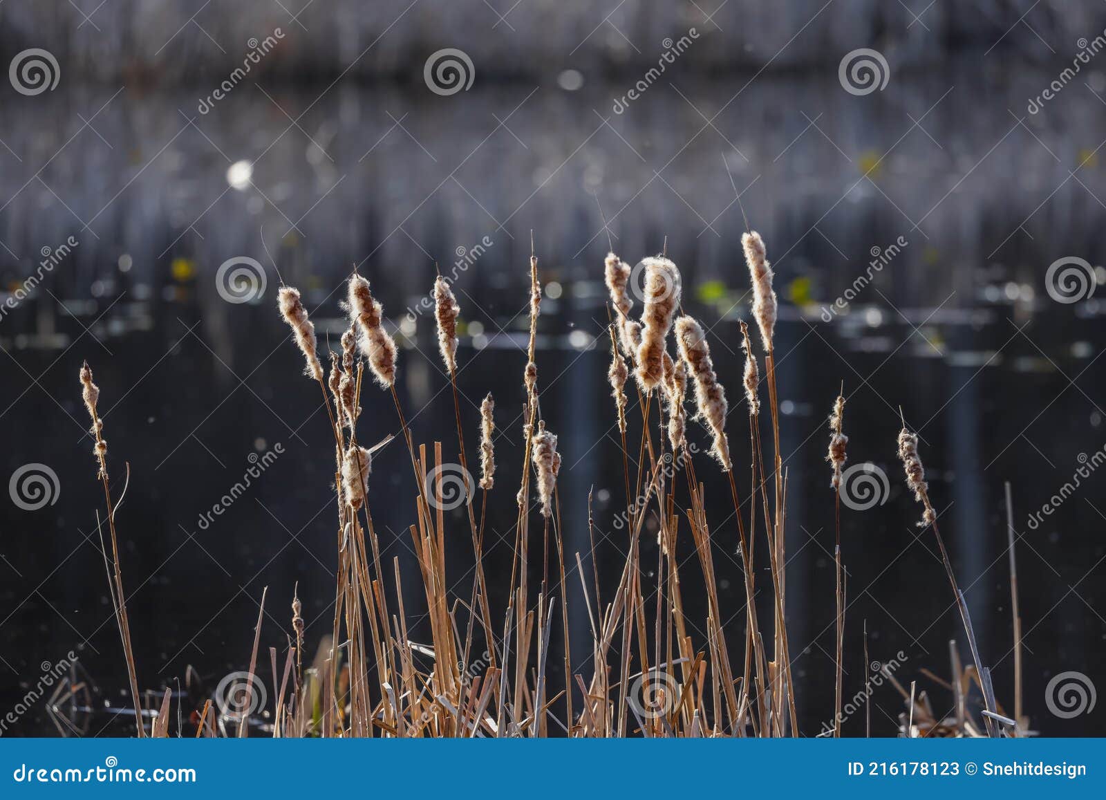 Tall Bulrush Grass in Wetlands Stock Image - Image of reed, bulrushes ...