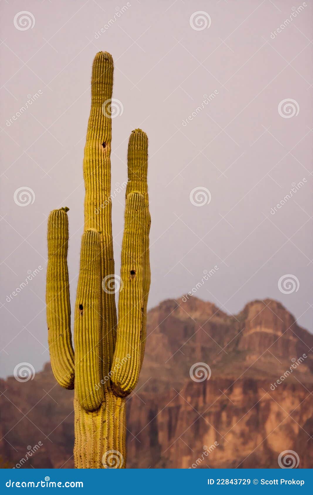 Tall Cactus at Sunset stock image. Image of desert, arizona 22843729