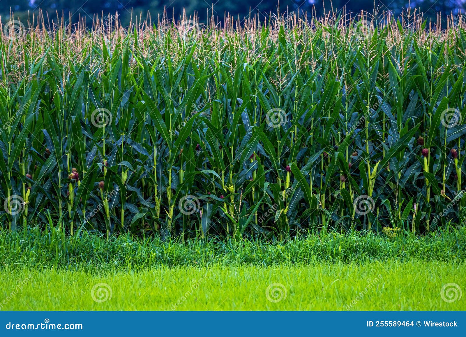 Tall Corn Plants on the Field Stock Photo Image of land, green 255589464
