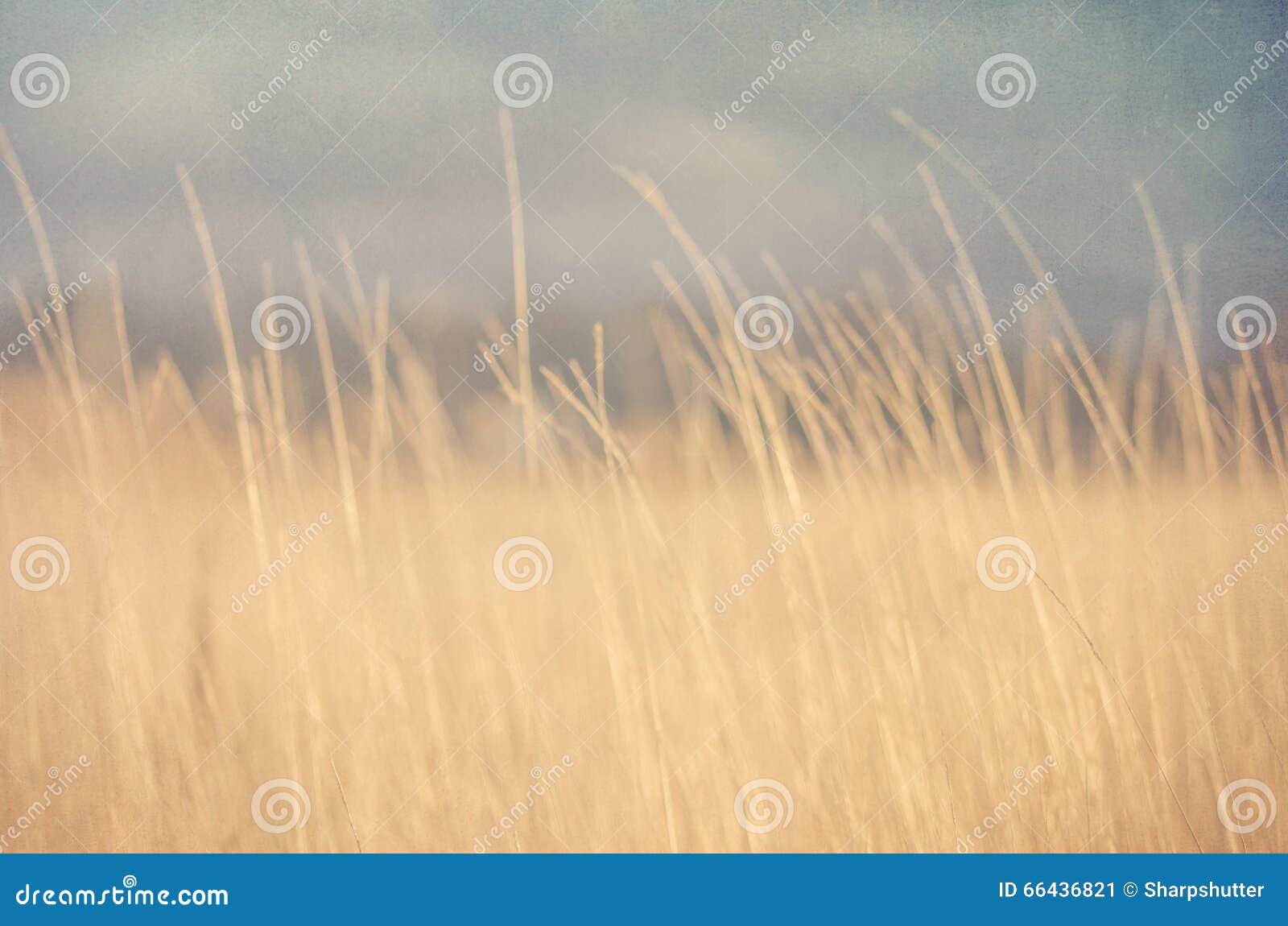 Tall Dry Grass In Field Stock Image Image Of Landscape 66436821