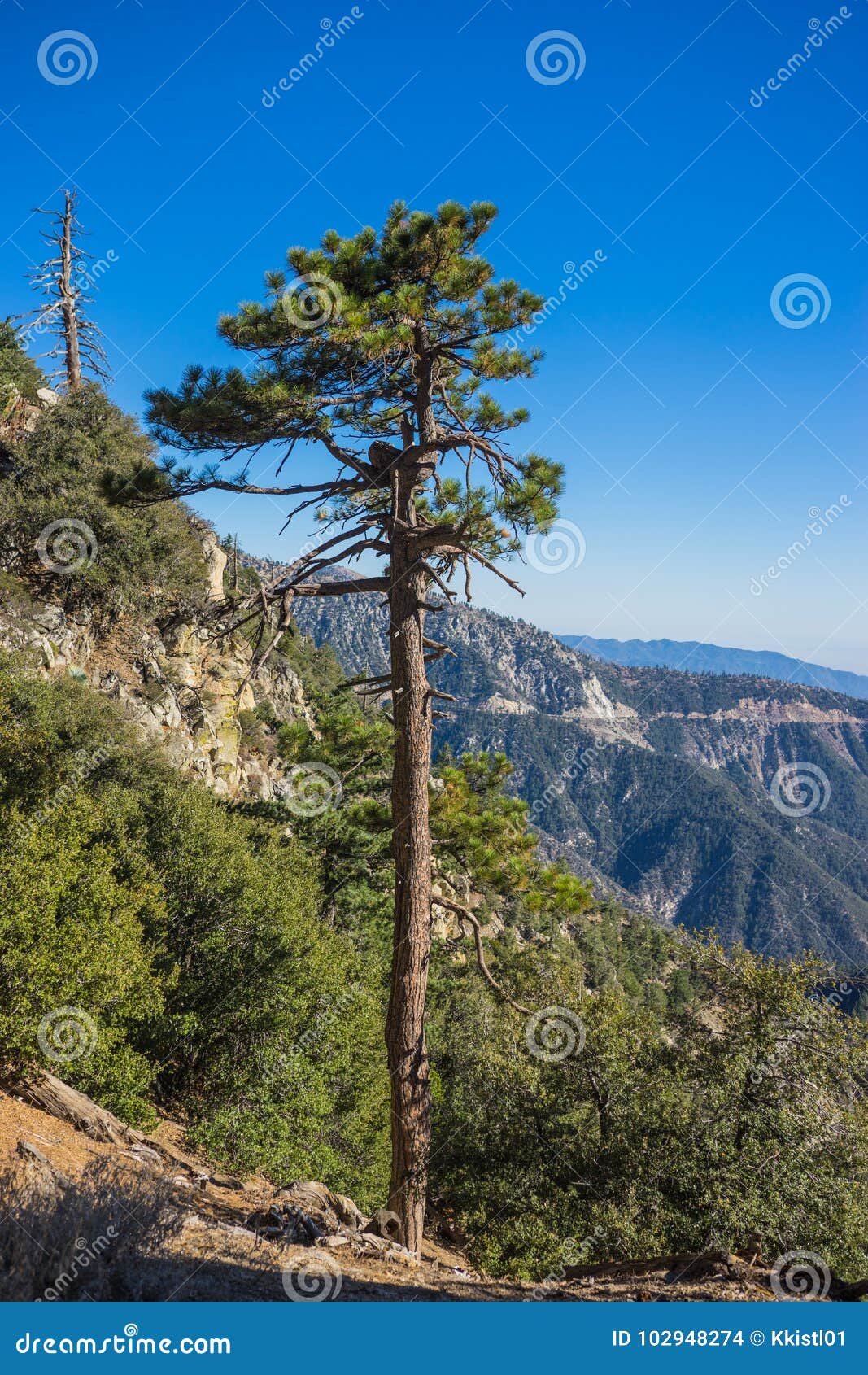 Tall Dying Pine Tree stock photo. Image of hillside 102948274