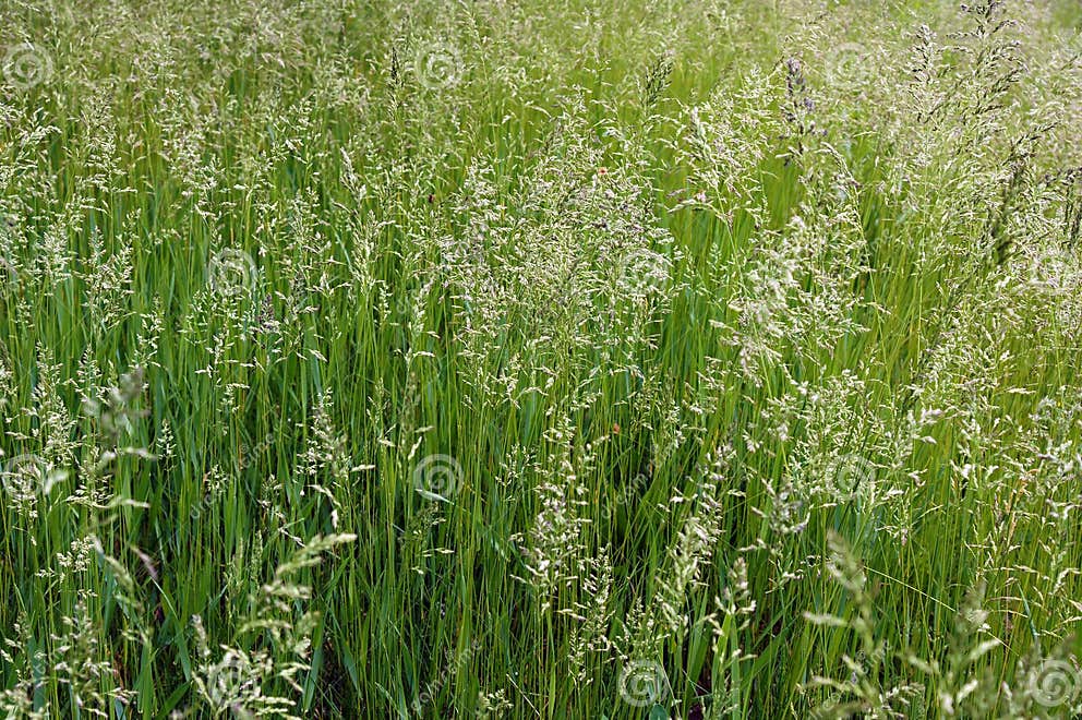 The Tall Fescue Stock Image Image Of Festuca Spring 93279549