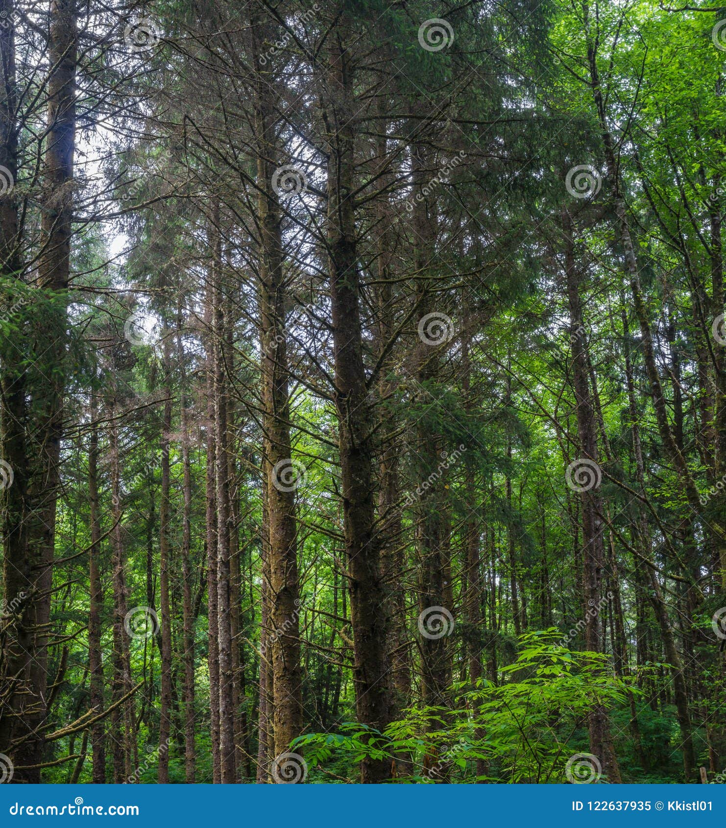 trees of the pacific northwest trees of the pacific northwest