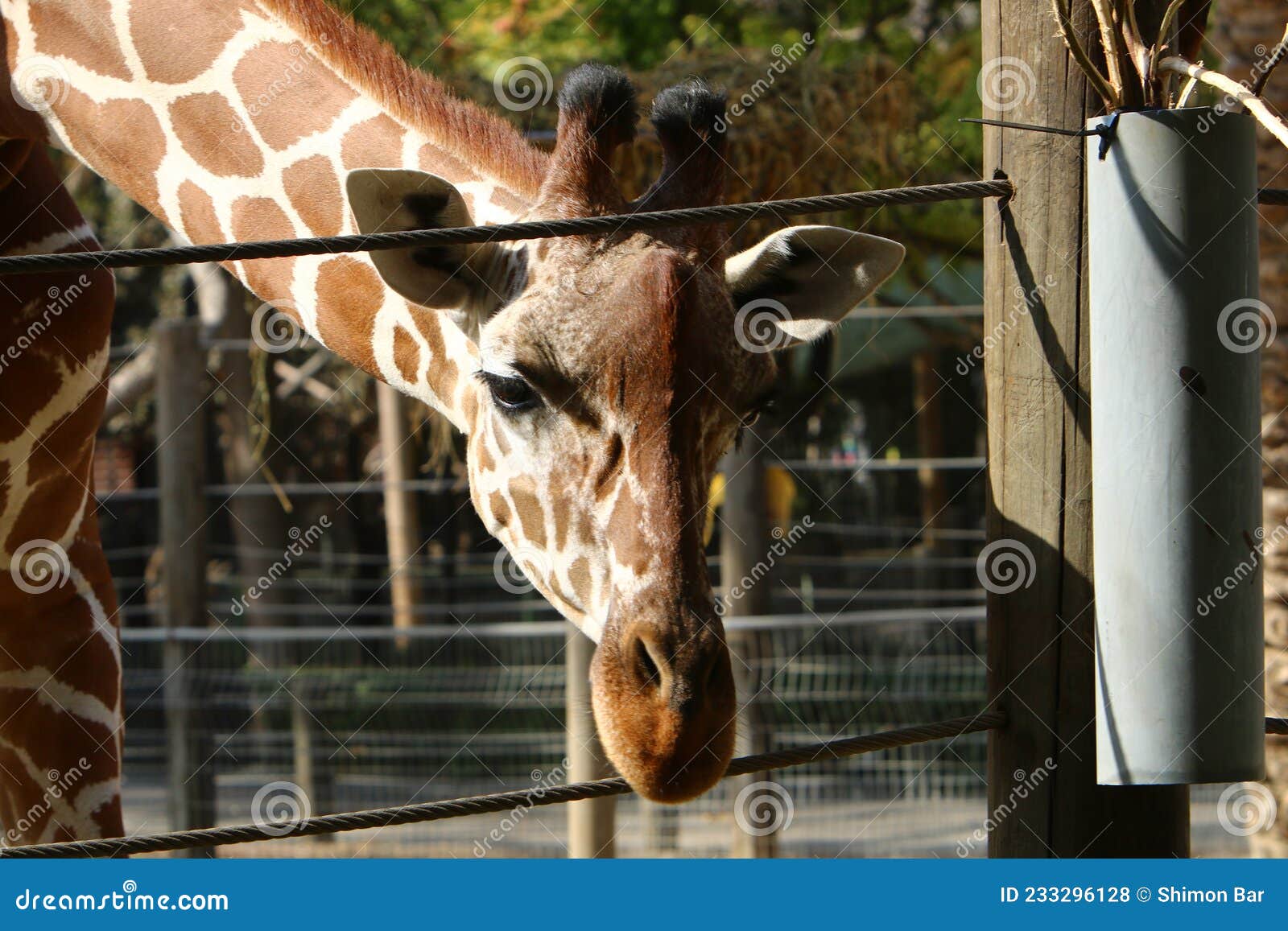 A Tall Giraffe Lives in a Zoo in Southern Israel Stock Photo - Image of