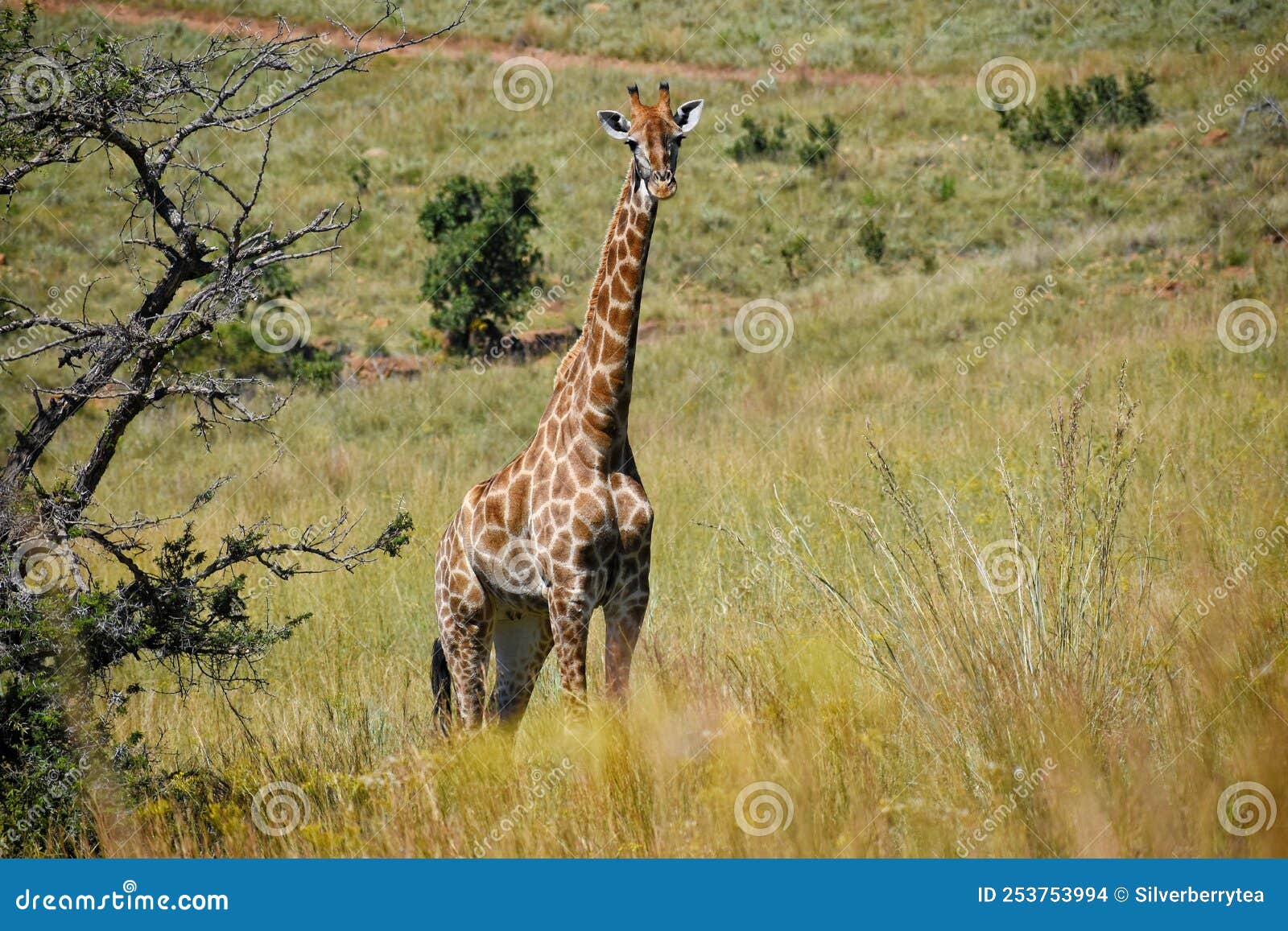 Tall giraffe in the sun stock photo. Image of tree, open - 253753994