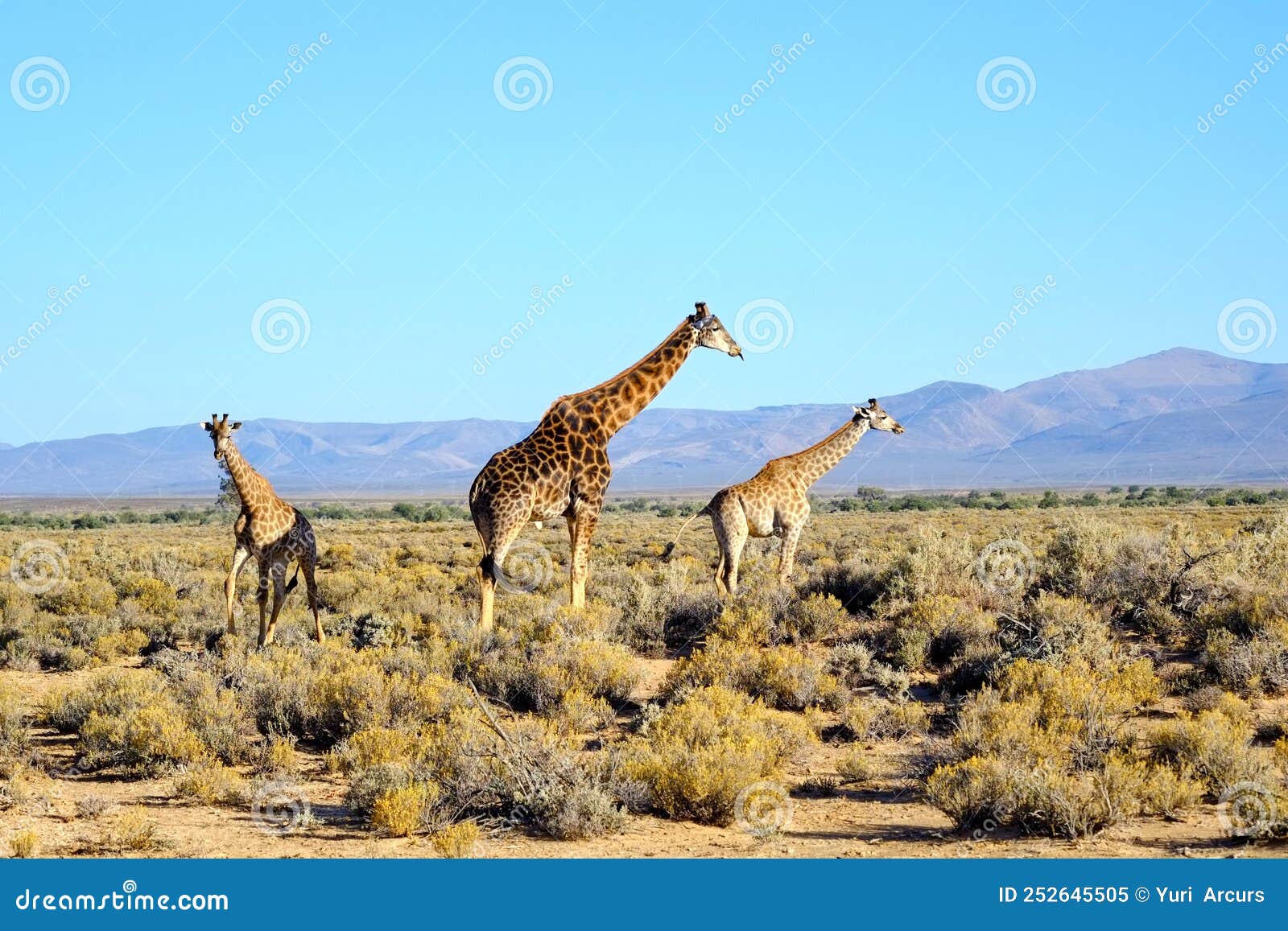 Tall Giraffes in the Savannah in South Africa. Wildlife Conservation is