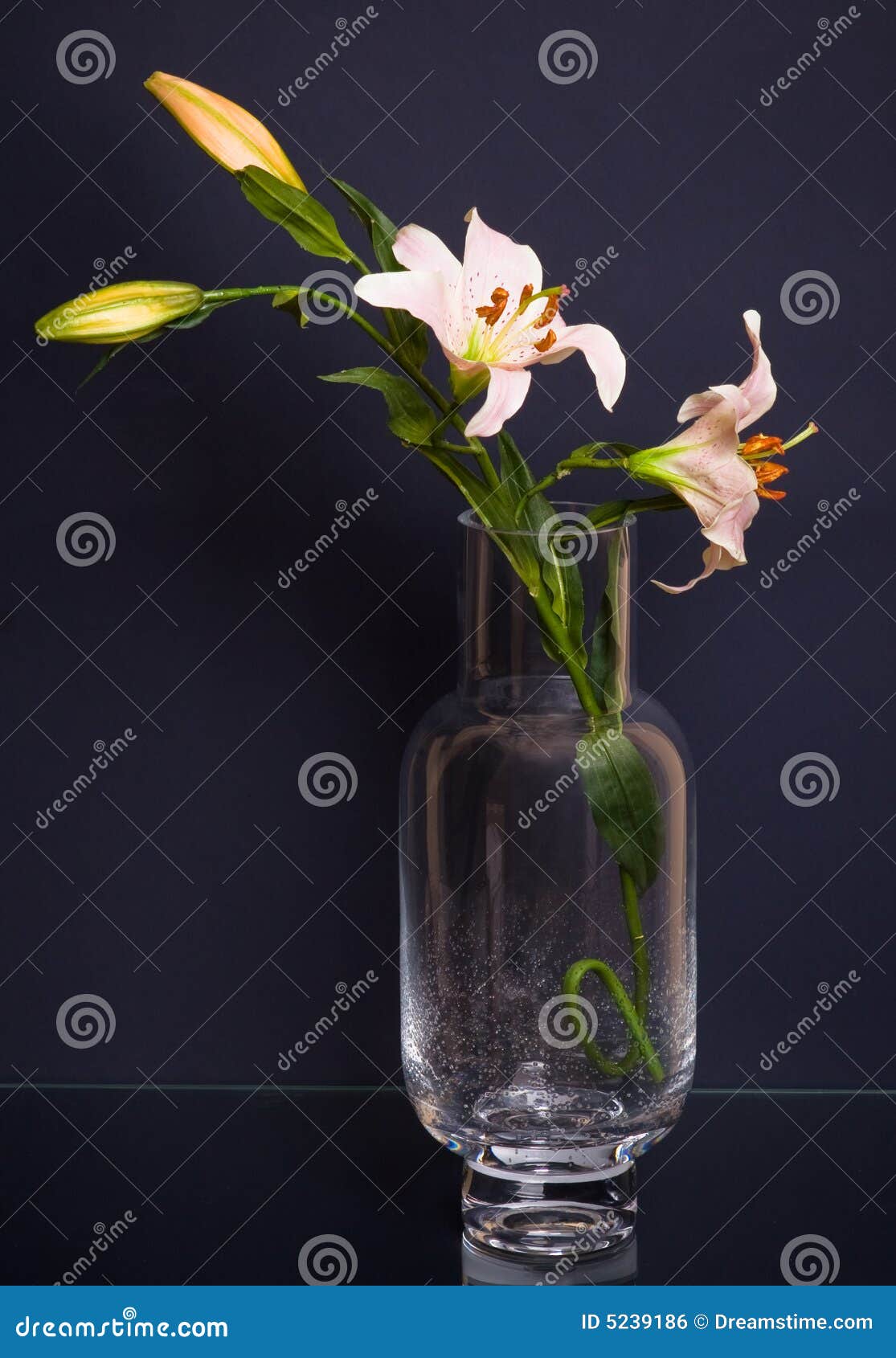 Tall Glass Vase with Lilies on Black Stock Photo Image of colors, holiday 5239186
