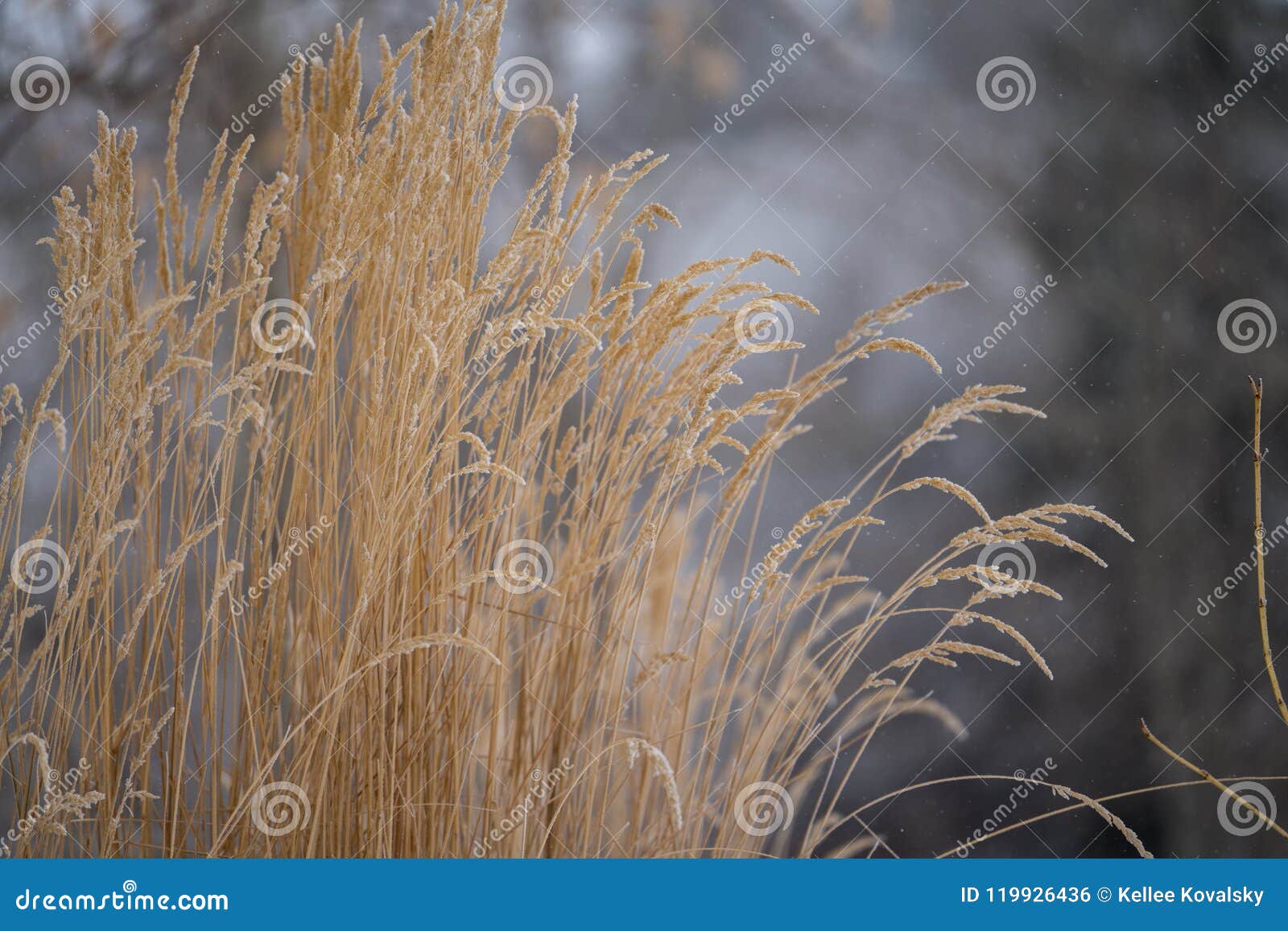 Golden Grasses In A Dull Gray Winter Landscape. Stock Photo - Image of ...