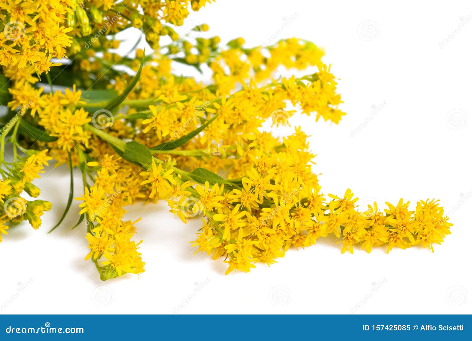 Tall goldenrod stock image. Image of wild, late, isolated - 157425085