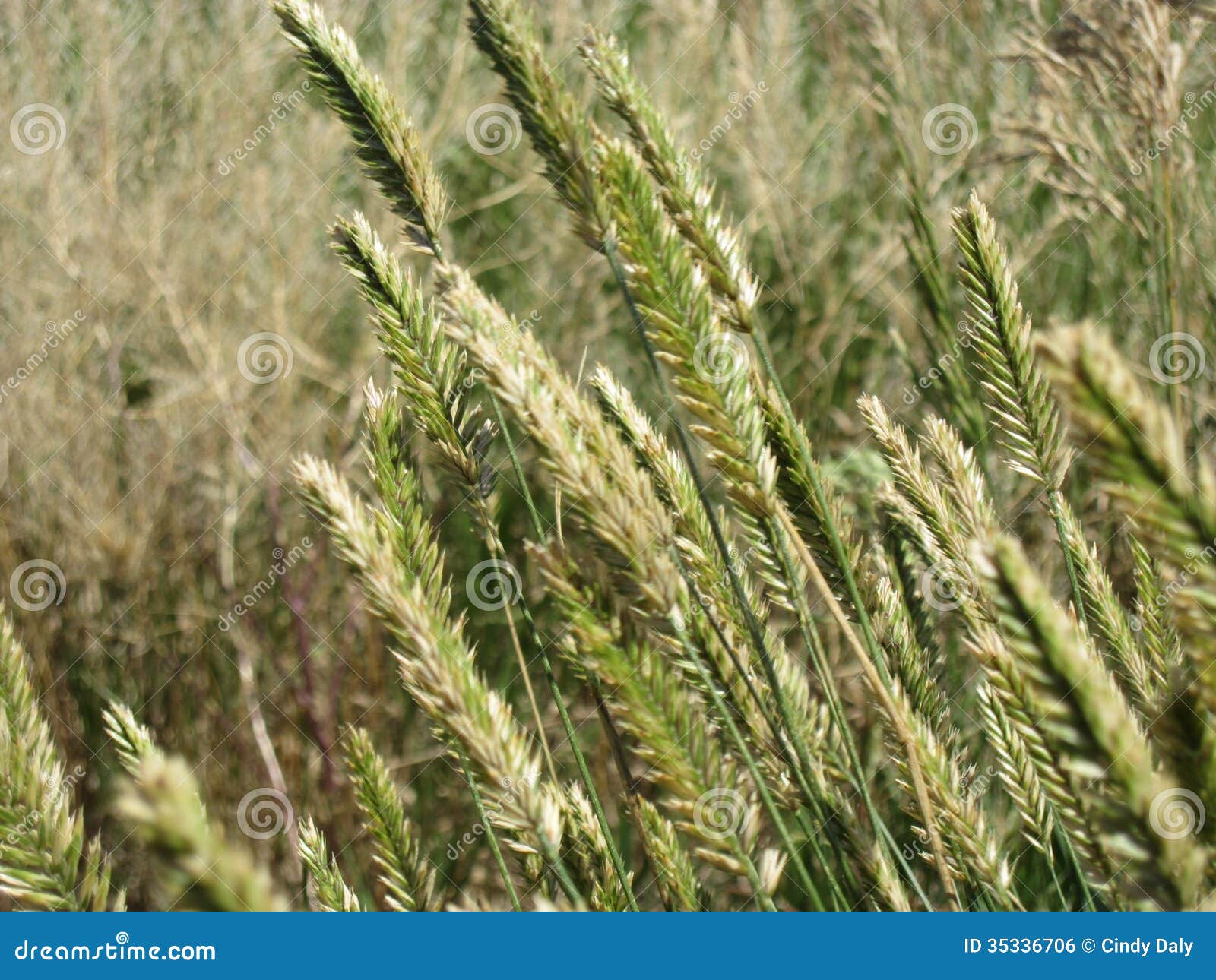 Tall grass at seed. stock photo. Image of blurry, wyoming 35336706