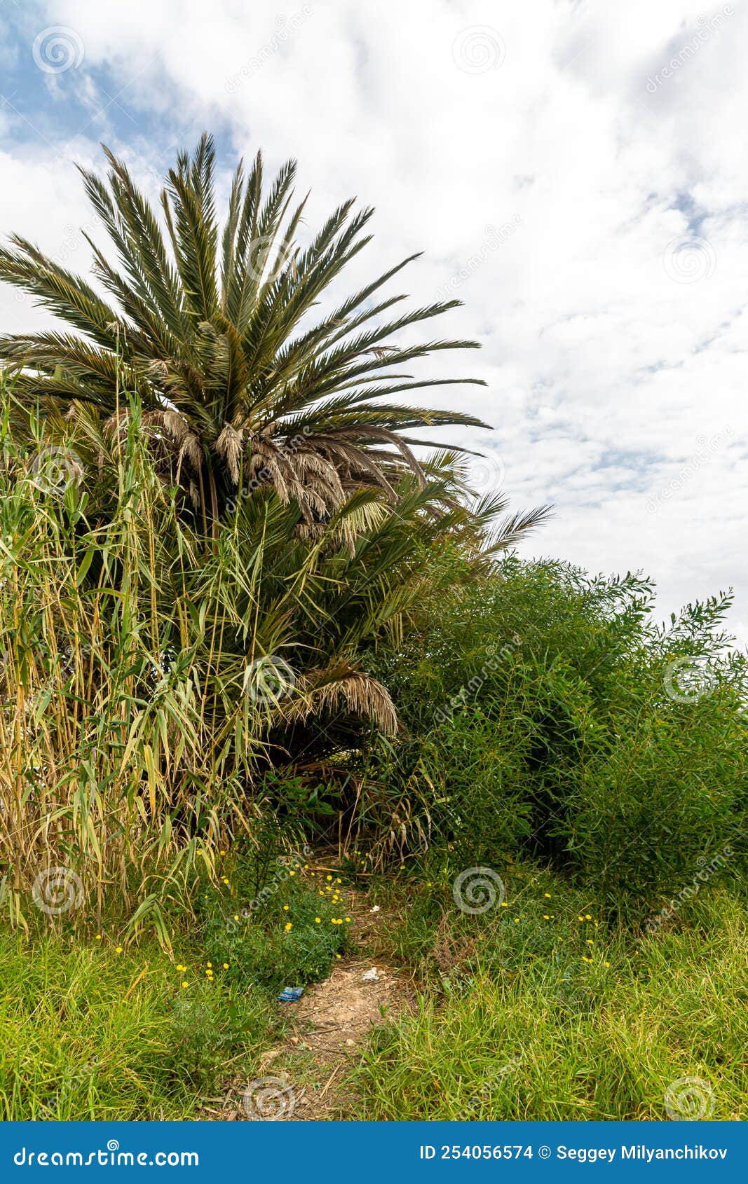 Tall Grasses in the Field among Coconut Palm Trees Stock Photo Image