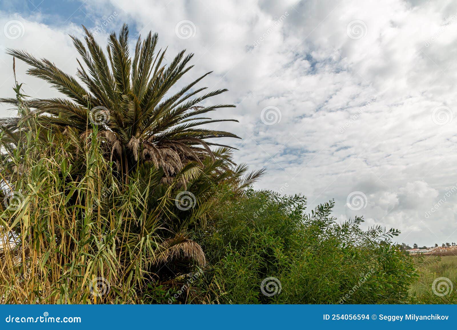 Tall Grasses in the Field among Coconut Palm Trees Stock Photo Image