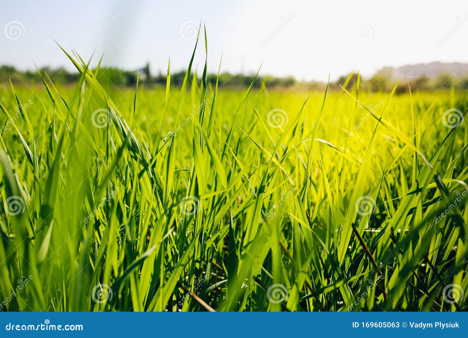 Tall Green Grass in the Field. Summer Spring Meadow Landscape on a